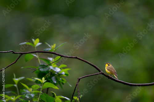 A Kentucky Warbler perched on a branch with leaves around it and a smooth green background in soft overcast light.