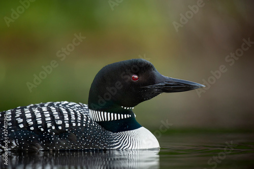 A close and detailed portrait of a Common Loon captured in soft light with a smooth green and brown background.