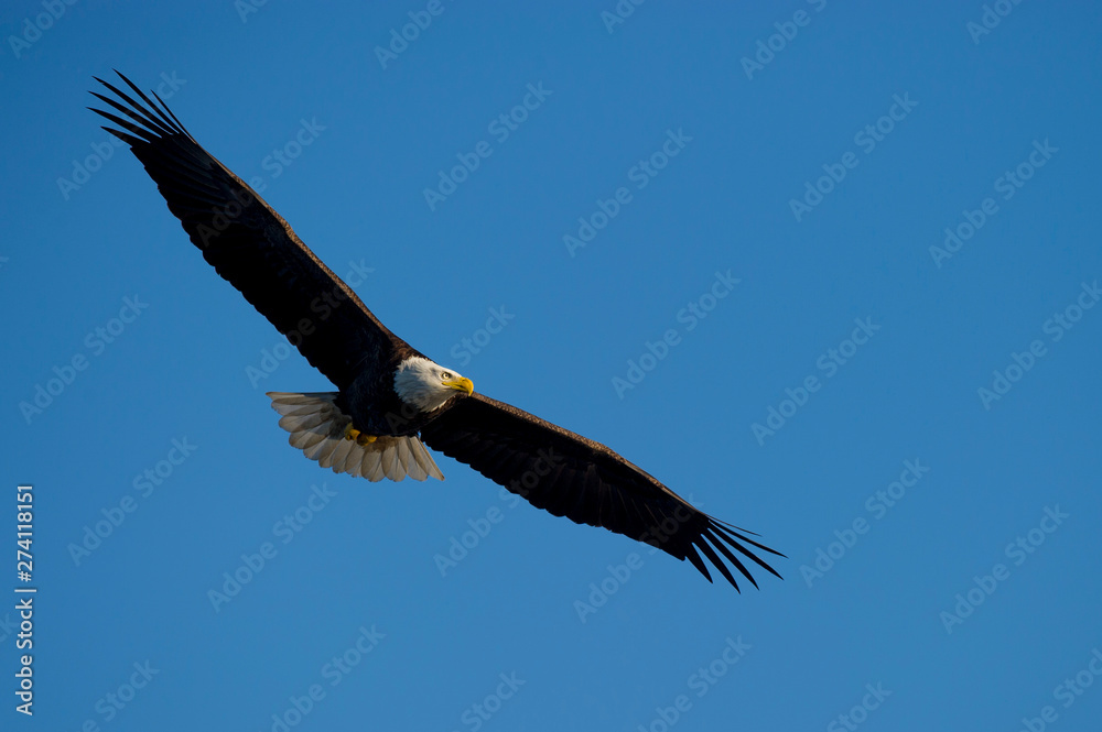 Fototapeta premium An adult Bald Eagle glides in the morning sun with a vivid blue sky behind it.