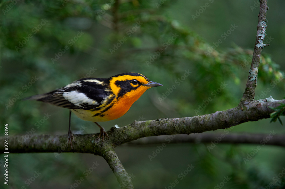 A bright orange and black Blackburnian Warbler perched on a Hemlock tree branch with a bright green background.