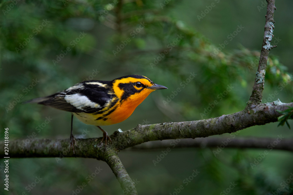 Obraz premium A bright orange and black Blackburnian Warbler perched on a Hemlock tree branch with a bright green background.