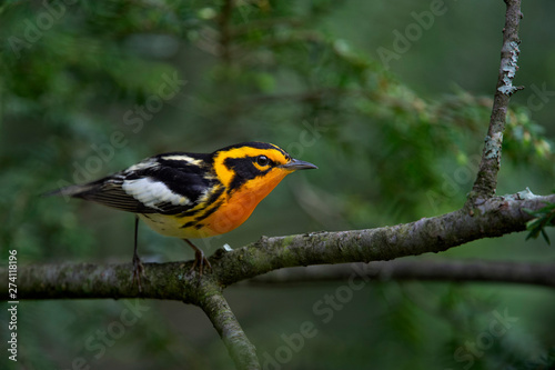 A bright orange and black Blackburnian Warbler perched on a Hemlock tree branch with a bright green background. © rayhennessy