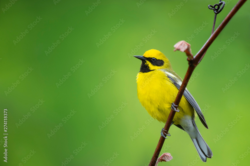 A close up portrait of a Hybrid Lawrence Warbler perched on a vine with a smooth bright green background. A close up portrait of a Hybrid Lawrence Warbler perched on a vine with a smooth bright green background.