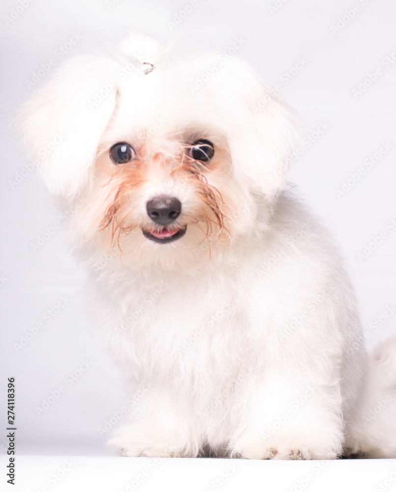 Photo of a dog full body smiling maltese dog