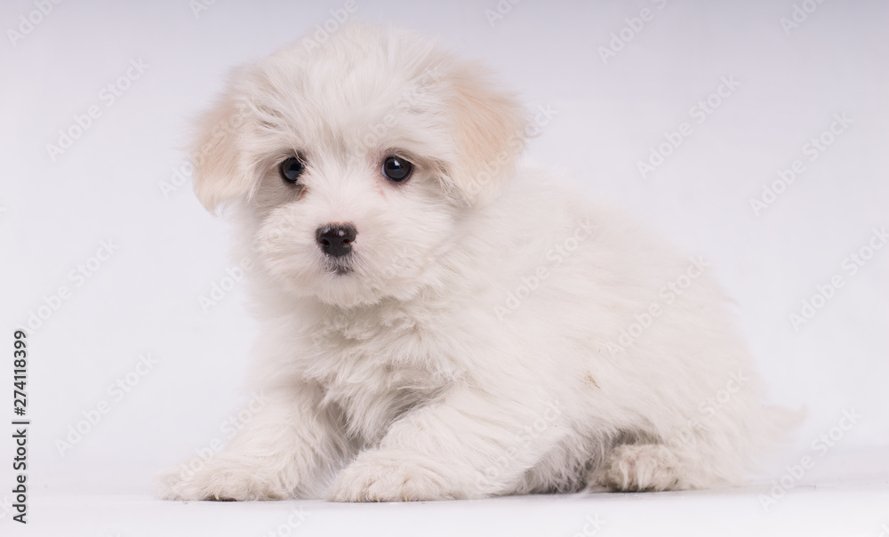 Puppy of maltese dog small and white isolated Puppy of maltese dog small and white isolated