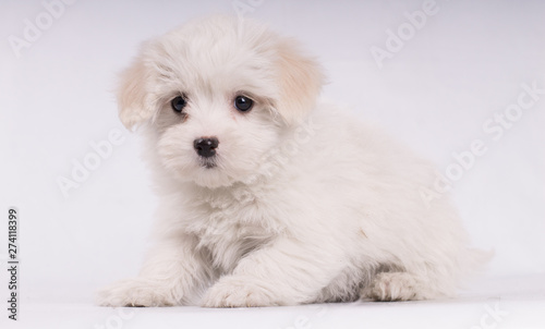 Puppy of maltese dog small and white isolated