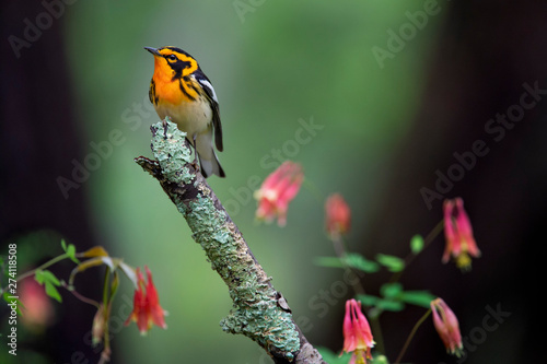 A male Blackburnian Warbler with its vibrant orange and black colors perched on a stick with wild Columbine flowers around it. photo