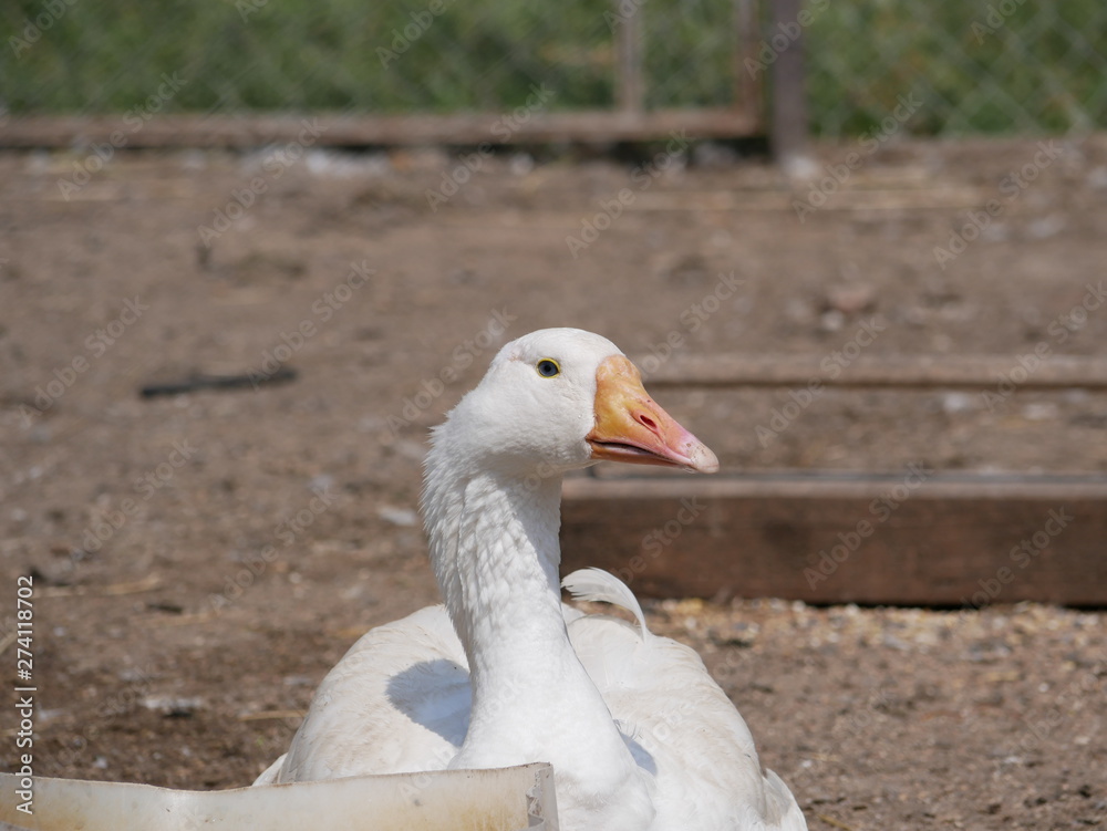one white goose on a country farm. tamed goose on a Sunny summer day. one white goose on a country farm. tamed goose on a Sunny summer day.
