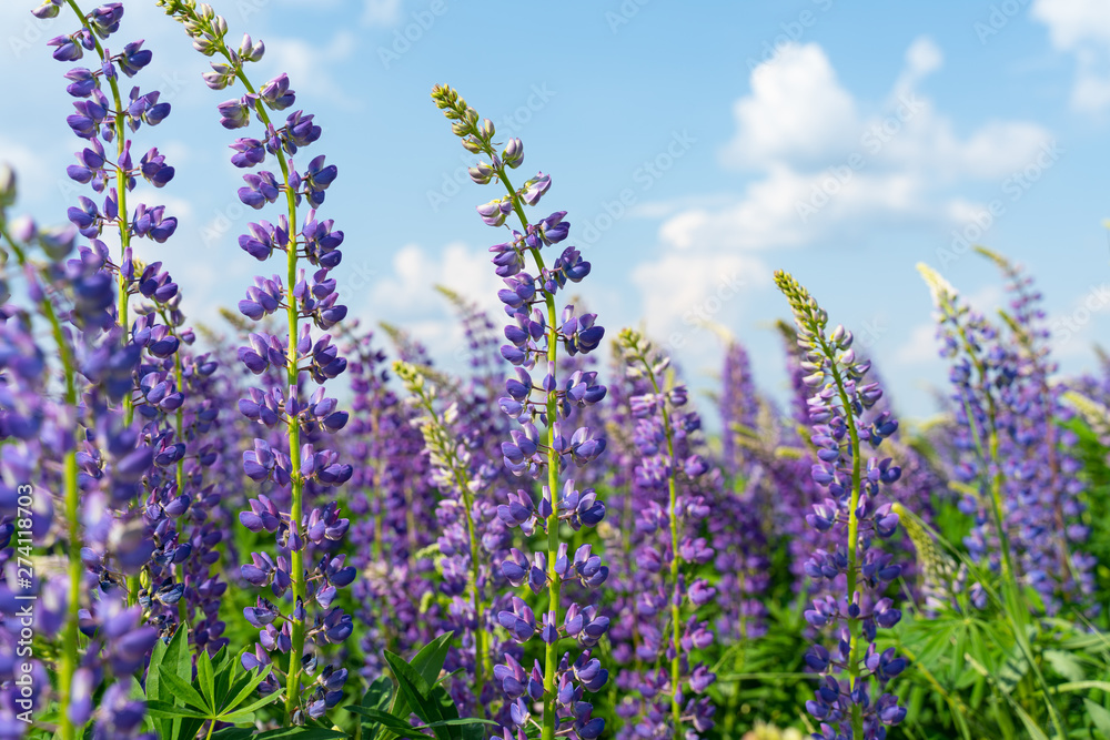 Lupine field with purple and blue flowers. Bunch of lupines summer flower background. Lupinus. Lupine field with purple and blue flowers. Bunch of lupines summer flower background. Lupinus.
