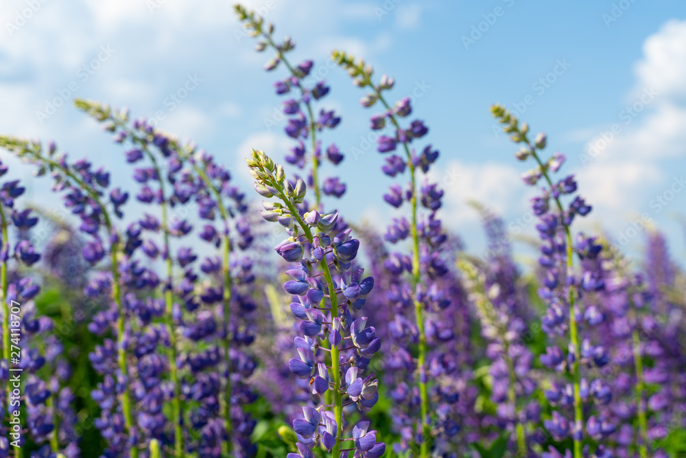 Lupine field with purple and blue flowers. Bunch of lupines summer flower background. Lupinus.