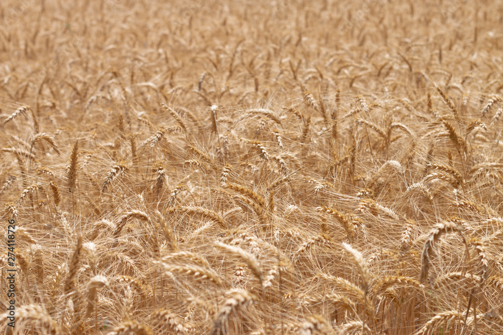 Wheat field blowing in the wind Wheat field blowing in the wind