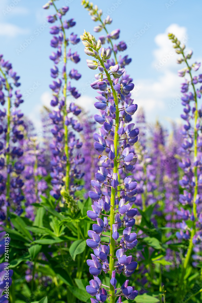 Obraz premium Lupine field with purple and blue flowers. Bunch of lupines summer flower background. Lupinus.