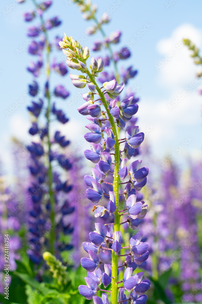 Naklejka premium Lupine field with purple and blue flowers. Bunch of lupines summer flower background. Lupinus.