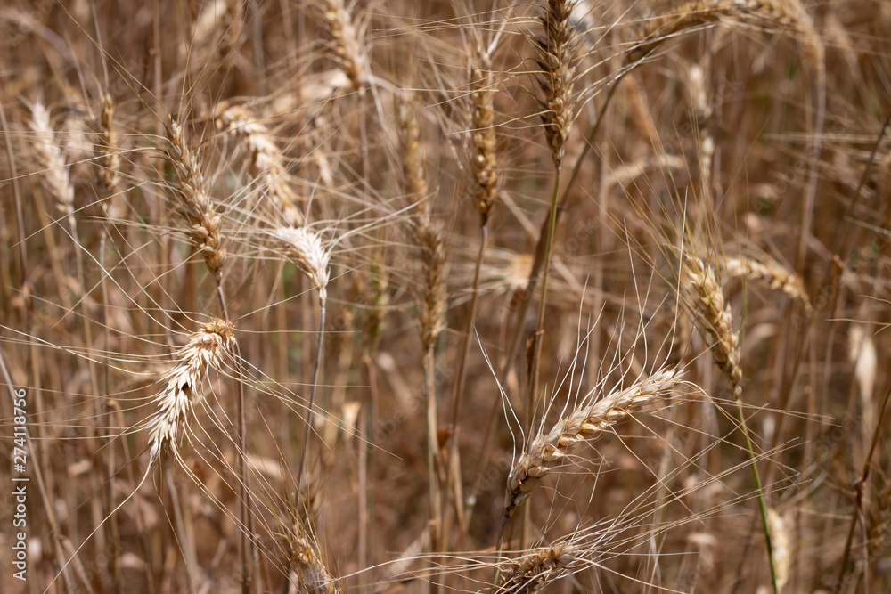 Fototapeta premium Wheat field grain close up