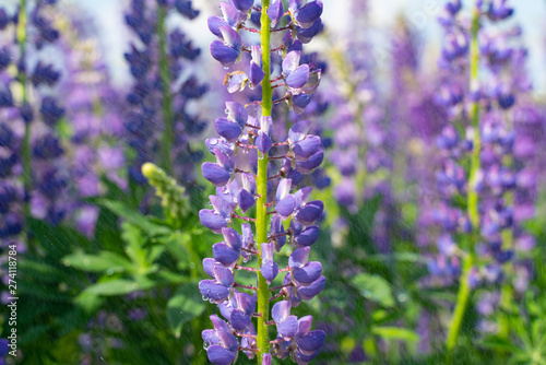 Lupine field with purple and blue flowers. Bunch of lupines summer flower background. Lupinus.