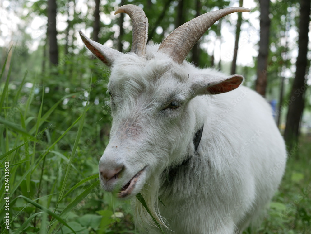 a young white goat walks in a clearing in the forest and eats juicy green grass. long, sharp horns. Sunny summer day outside the city. a young white goat walks in a clearing in the forest and eats juicy green grass. long, sharp horns. Sunny summer day outside the city.