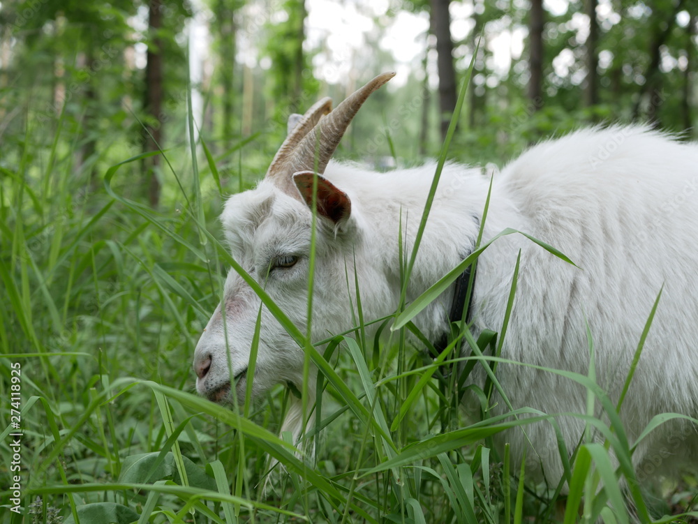 Obraz premium a young white goat walks in a clearing in the forest and eats juicy green grass. long, sharp horns. Sunny summer day outside the city.