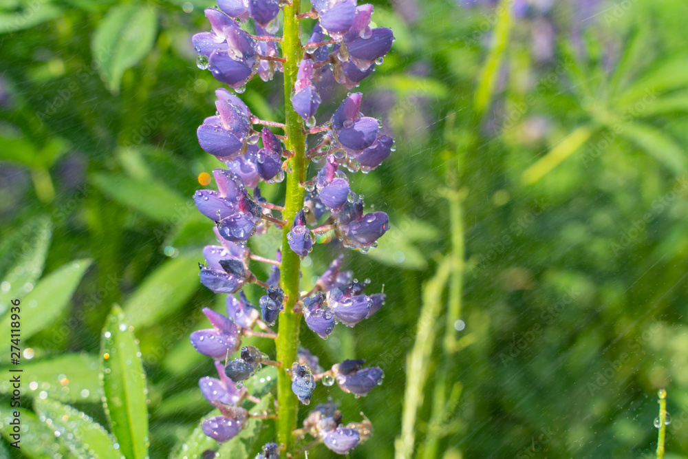 beautiful blue blooming lupine with drops of water or rain beautiful blue blooming lupine with drops of water or rain