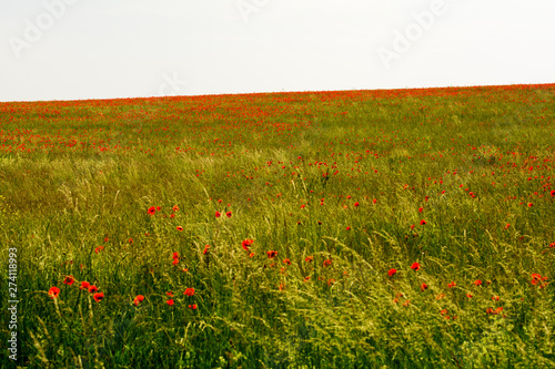Spring poppies field. Czech Republic.