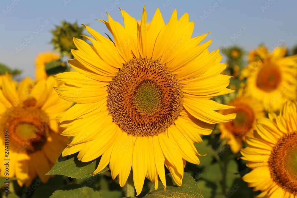 Sonnenblume (Helianthus annuus)