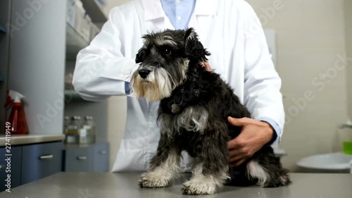 Veterinarian petting black terrier dog