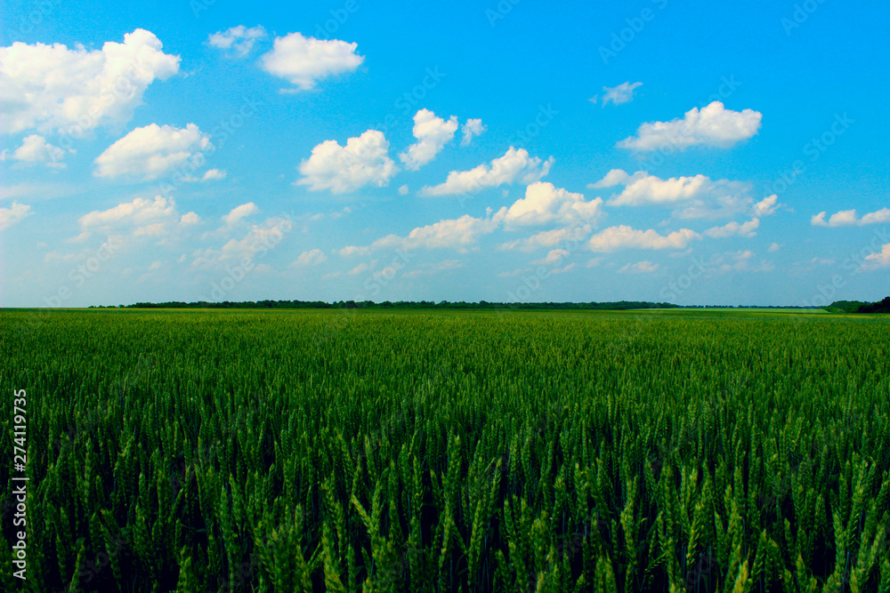 Green field and blue sky background. Landscape, nature concept. Nature Background. 