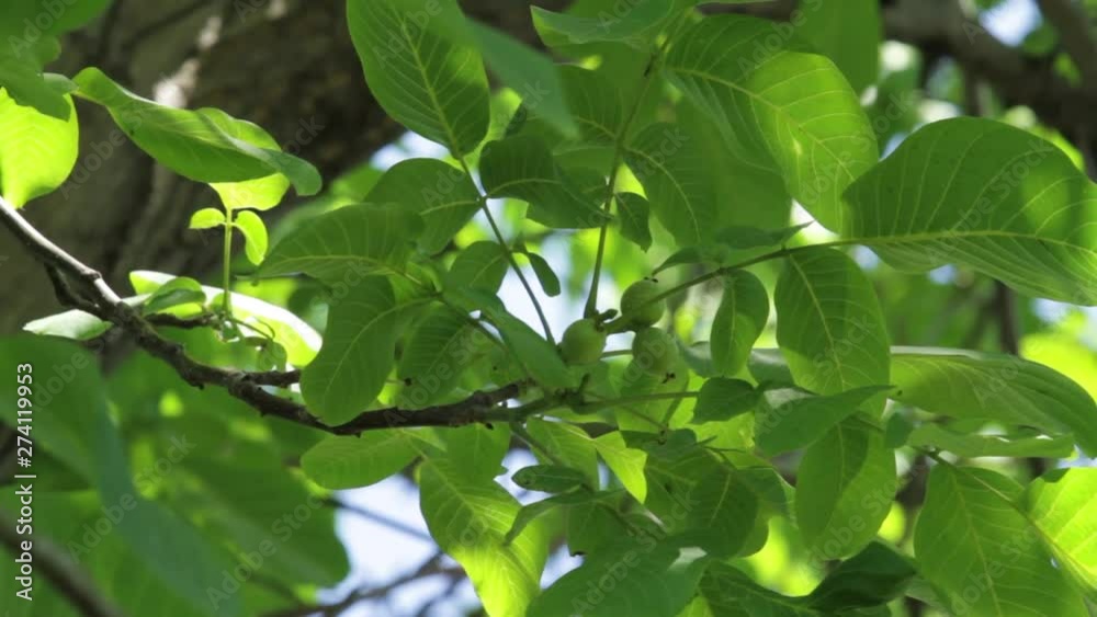 The sun shines through the leaves of the tree on which the young walnut fruit, a summer day in the garden. The sun shines through the leaves of the tree on which the young walnut fruit, a summer day in the garden.