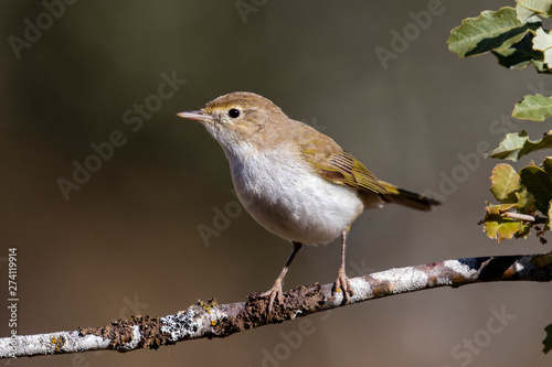 Western Bonelli warbler (Phylloscopus bonelli) perched on a branch. Spain