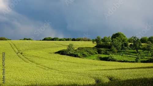 Rapsfeld im Bergischen Land am Abend