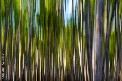 Abstract photo of trees