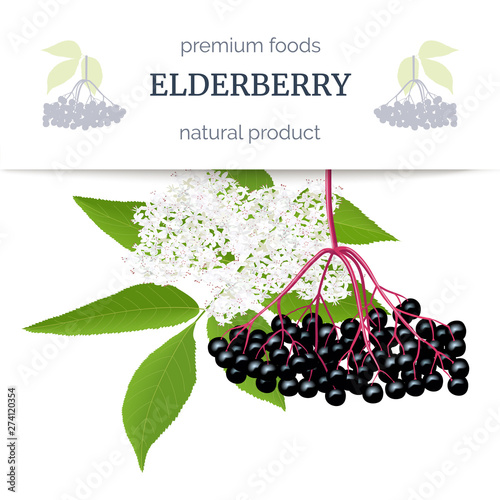 Elderberry stripe label with twig, berries, leaves, flowers. Sambucus nigra. black elder plant, European elderberry