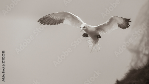 Gannets At Bempton Cliffs photo