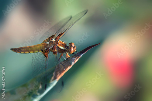 colorful dragonfly sitting on plant
