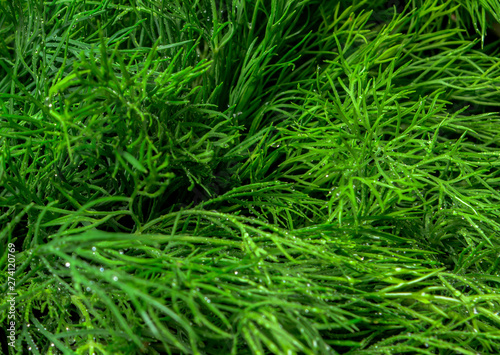 organic natural feathers fresh green dill close-up