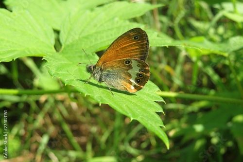 Beautiful gatekeeper butterfly on green leaf in the garden, closeup