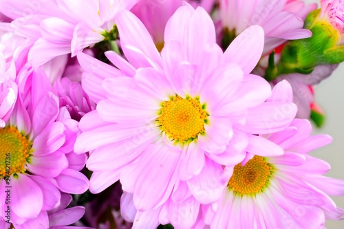 flower, pink, nature, flowers, daisy, blossom, chrysanthemum,