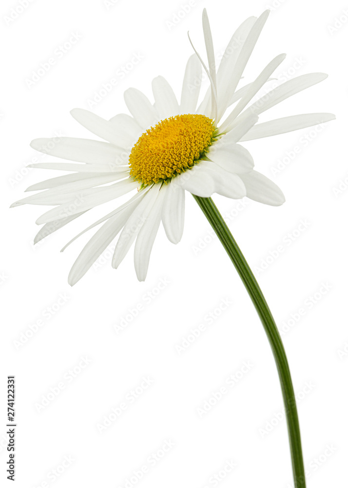 Fototapeta premium White flower of chamomile, lat. Matricaria, isolated on white background