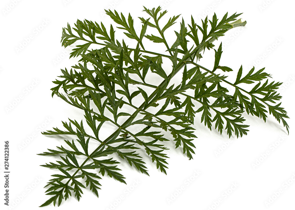 Green leafs of carrot, isolated on white background Green leafs of carrot, isolated on white background