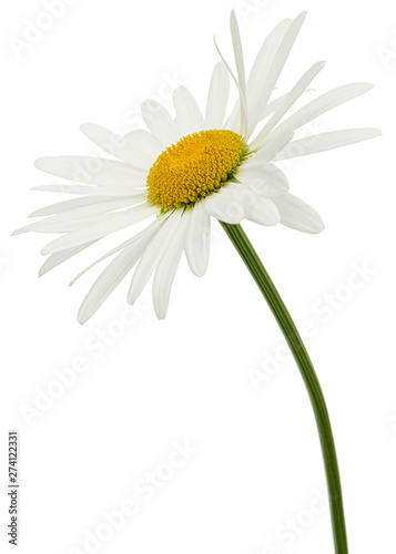 White flower of chamomile  lat. Matricaria  isolated on white background