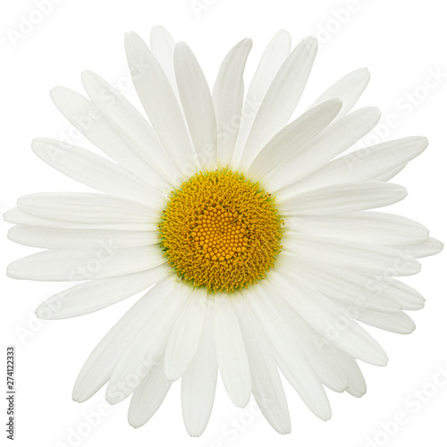 White flower of chamomile, lat. Matricaria, isolated on white background