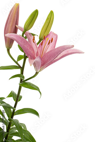 Flower of pink lily  isolated on white background