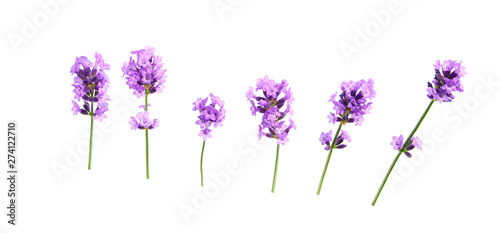 Fototapeta Naklejka Na Ścianę i Meble -  Set of lavender flowers elements on a white background, isolated.