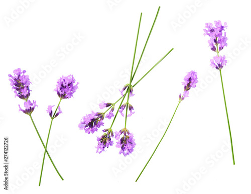 Fototapeta Naklejka Na Ścianę i Meble -  Set of lavender flowers elements on a white background, isolated.