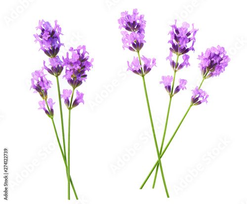 Set of lavender flowers elements on a white background  isolated.