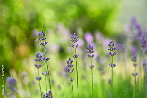 Lavender blooming. Lavender background  selective focus