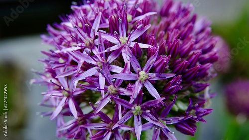 Allium  Zierlauch von der Knospe zur Bl  te