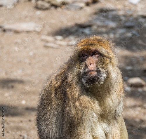 Close up portrait of Barbary macaque  Macaca sylvanus  looking to the camera  selective focus  copy space for text.
