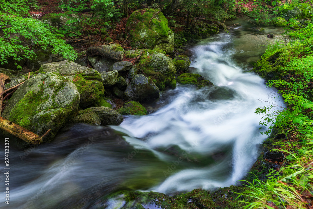 Mountain river flowing through the green forest Mountain river flowing through the green forest