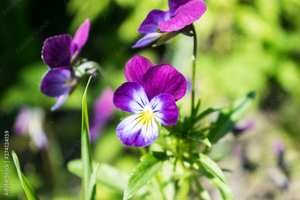 Bright violet pansies flowers with green leaves. Bright violet pansies flowers with green leaves.