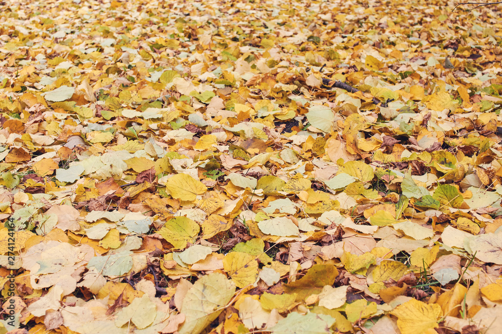 Leaves on the ground in the park in autumn in October. Texture. Leaves on the ground in the park in autumn in October. Texture.